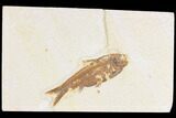 Bargain, Fossil Fish (Knightia) - Wyoming #109951-1